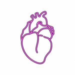 Neon purple outline of human heart on white background.